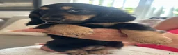 Miniature Dachshund dogs for sale: Long haired miniature dachshund puppy’s  - Advert 12