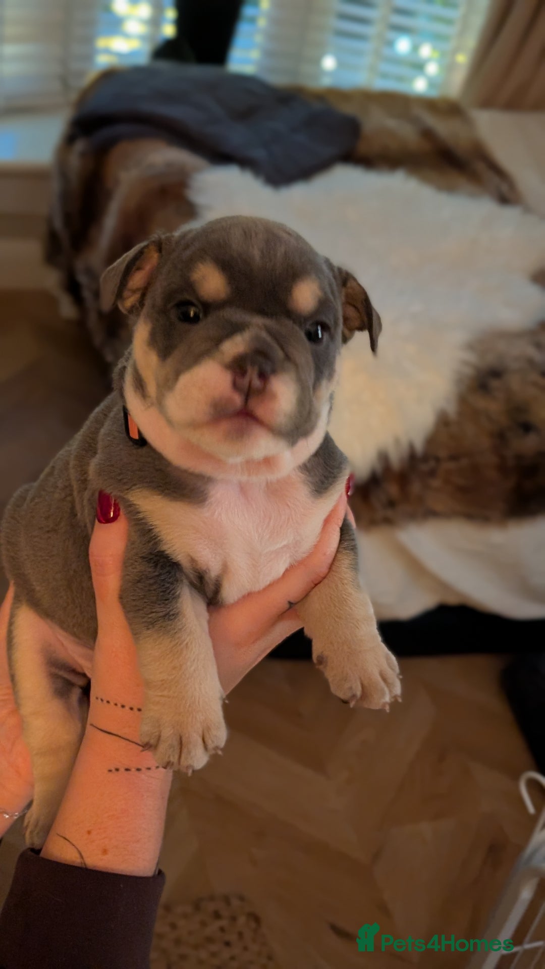 English Bulldog dogs for sale: Kc reg english bulldog female  - Advert 3