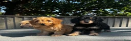 Doxiepoo dogs for sale: Doxiepoos Miniature dachshund x toy poodle  - Advert 11
