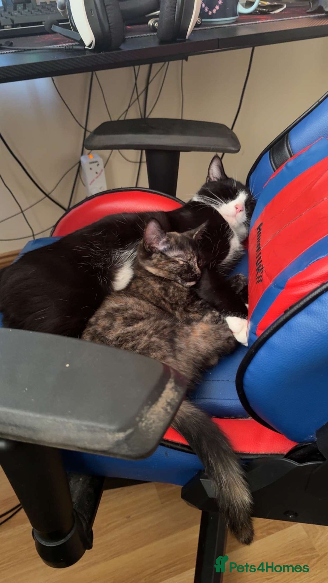 Ragdoll cats for sale: Kitten Ragdoll/ British shorthair - Advert 7