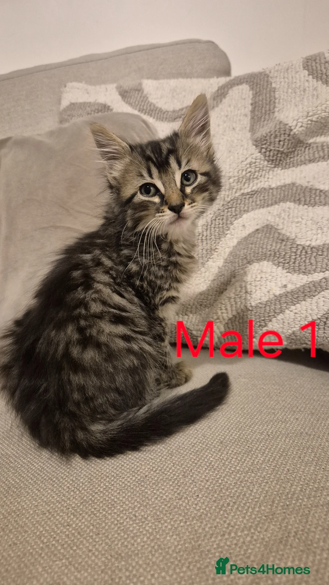 Mixed Breed cats for sale: 5 beautiful kittens for sale - Advert 2