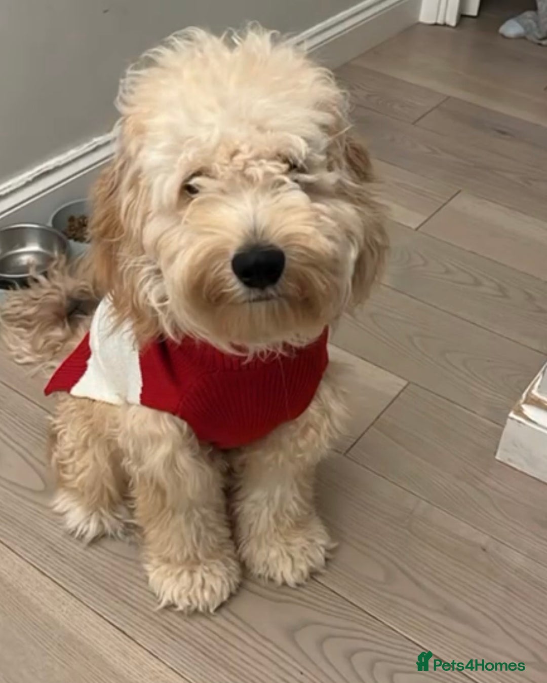 Cockapoo dogs for sale: Waffle - Advert 1