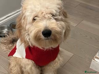 Cockapoo dogs Waffle - Advert 11