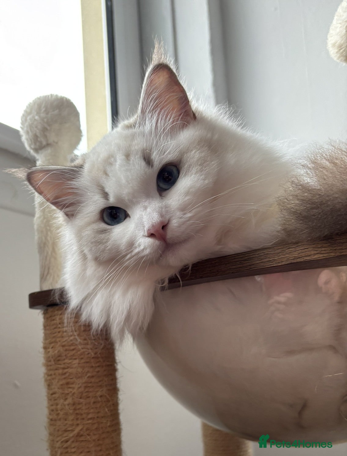 Ragdoll cats Two The last Boys Pedigree Ragdoll  Available - Advert 1