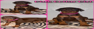 Dobermann 8