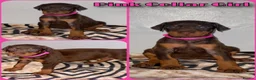 Dobermann dogs for sale: Stunning Dobermann Puppies  - Advert 6