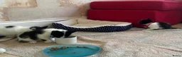 Mixed Breed cats for sale: beautiful shorthair/longhair kittens  - Advert 21