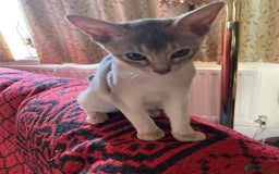 Abyssinian cats for sale: Beautiful Pedigree Abyssinian kitten - Image 2