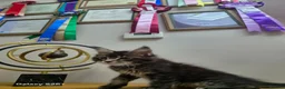 Maine Coon cats for sale: Licensed breeder-maine coon  - Advert 7