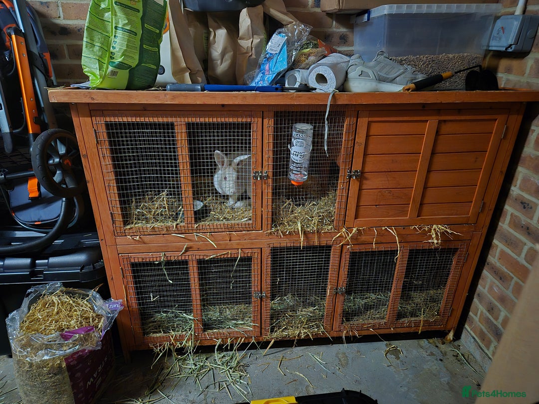 Rex rabbits for sale: REW Standard Rex Buck - Advert 8