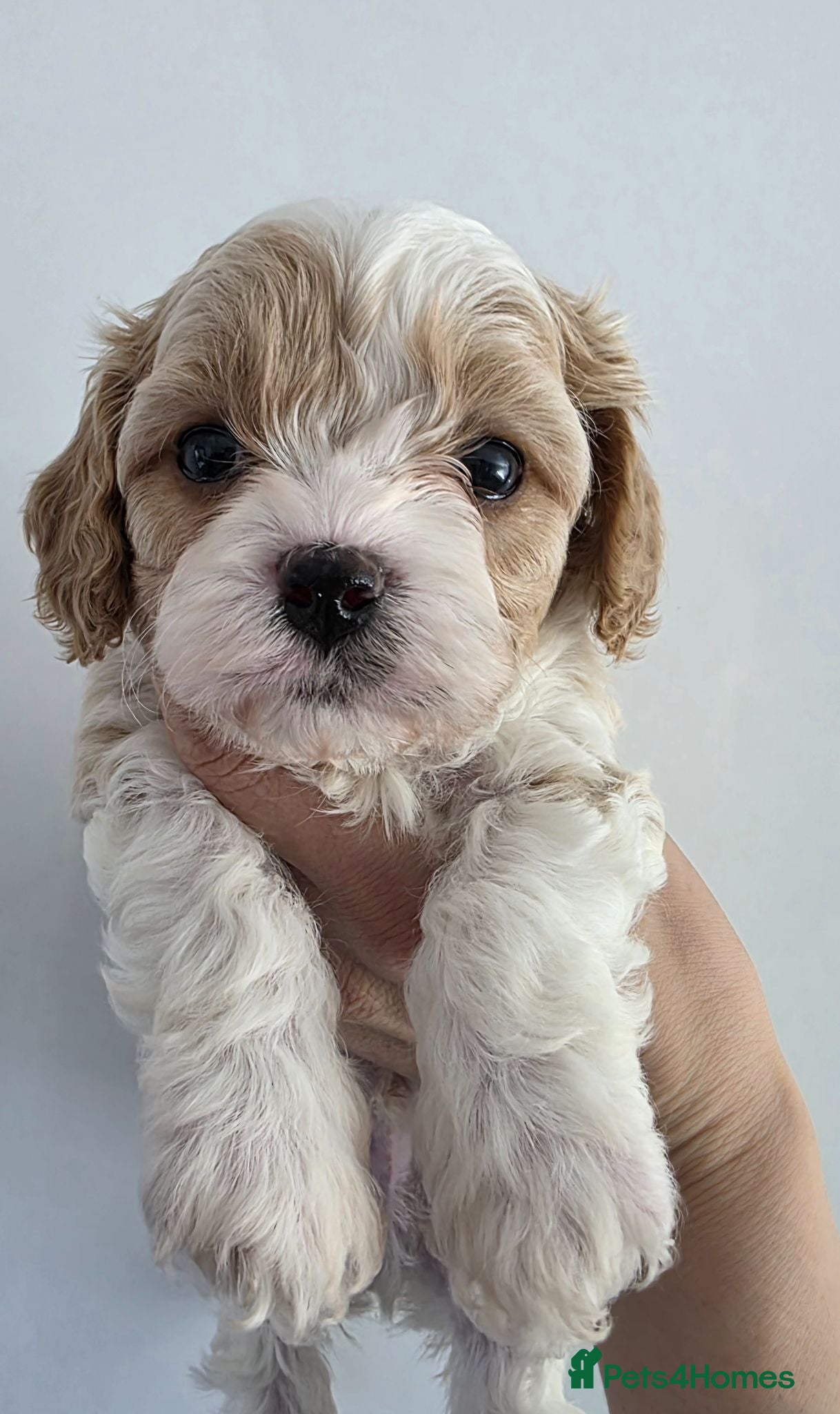 Cavapoo dogs 3 beautiful boys available 🩵🩵🩵 - Advert 1
