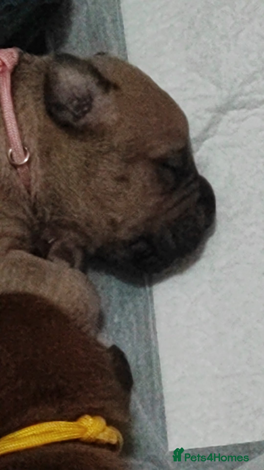 Mixed Breed dogs for sale: Dogue de bordeaux/ presa canario - Advert 8