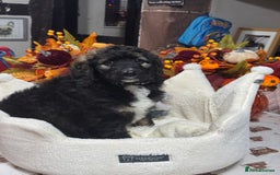 Bernedoodle dogs for sale: 5 tri colour bernedoodle puppies girls only  - Advert 3