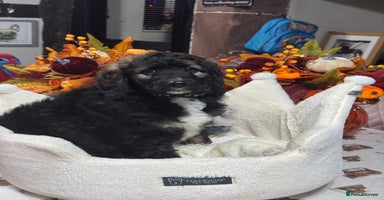 Bernedoodle dogs 5 tri colour bernedoodle puppies girls only  - Advert 8