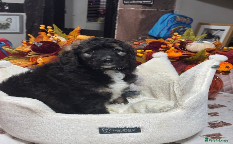 Bernedoodle dogs 2 left tri colour bernedoodle puppies girls only  - Advert 1