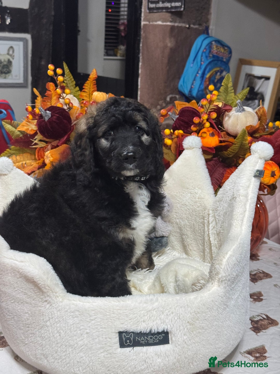 Bernedoodle dogs for sale: 5 tri colour bernedoodle puppies girls only  - Advert 3