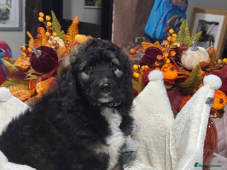 Bernedoodle dogs 2 left tri colour bernedoodle puppies girls only - Advert 5