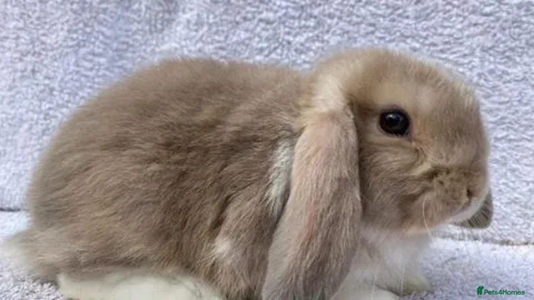 Mini Lop rabbits for sale: Stunning babies various ages vaccinated  - Advert 14