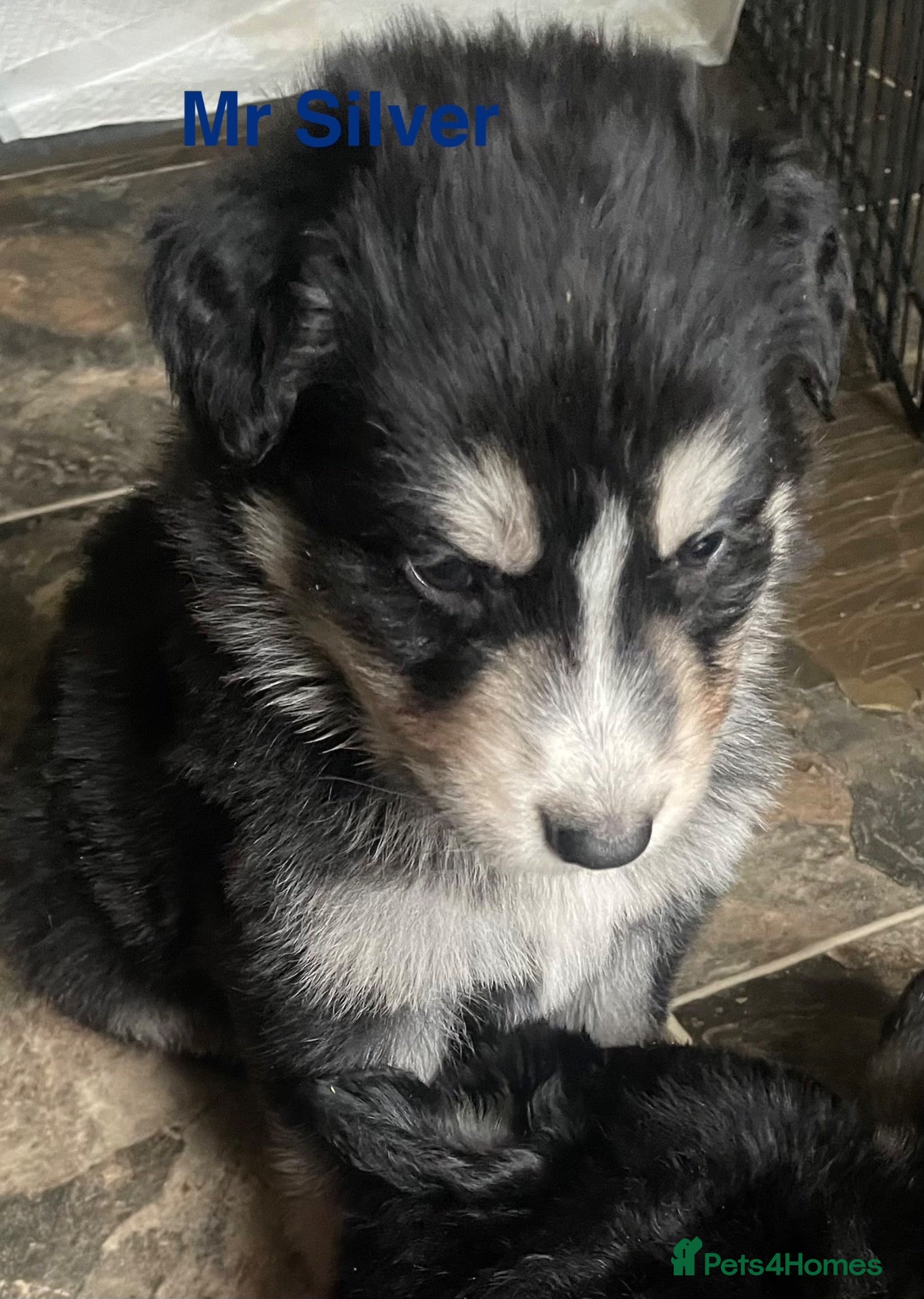 German Shepherd dogs for sale: Straight-Back German Shepherd Puppies  - Advert 2