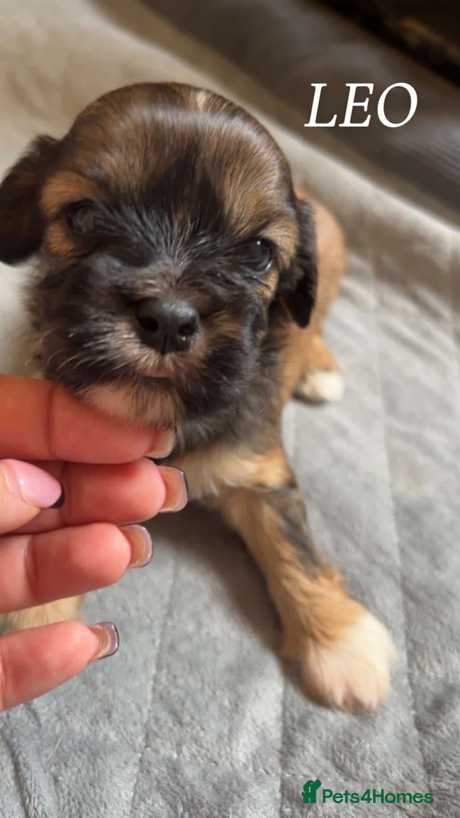 Cava Tzu Puppy 3
