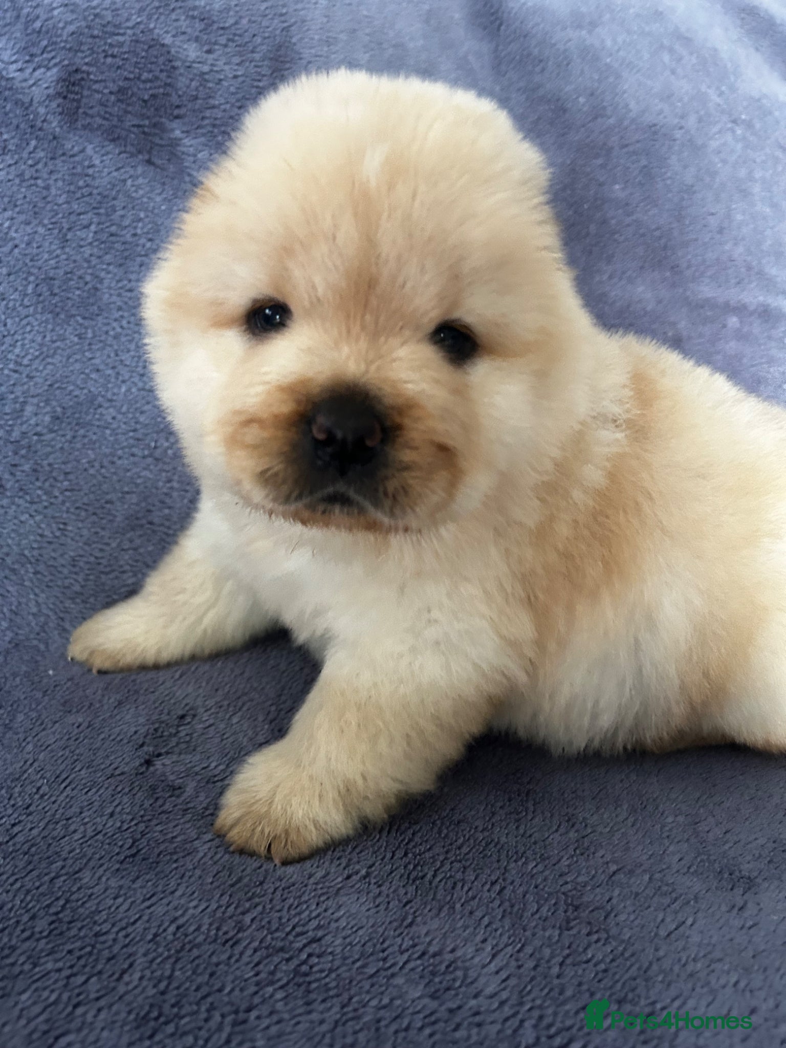 Chow Chow dogs Gorgeous chow chow puppies  - Advert 3