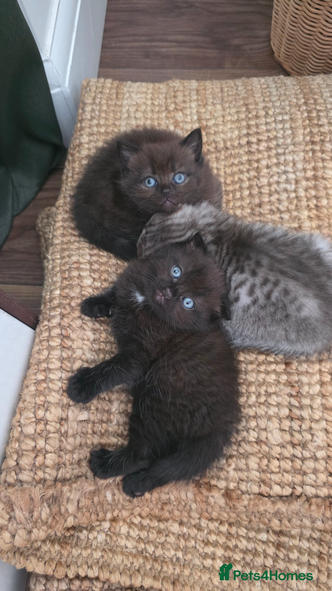 Scottish Fold cats 3 Scottish fold type kittens  - Advert 13