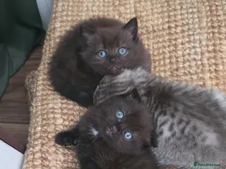 Scottish Fold cats 3 Scottish fold type kittens - Advert 1