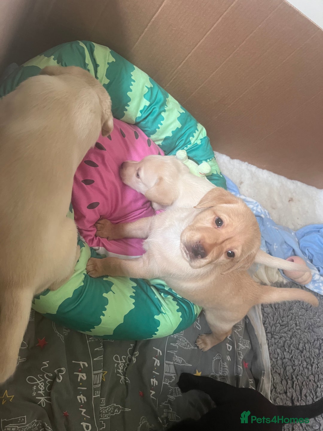 Labrador Retriever dogs for sale: Last Yellow Male available 19th Sept 2025 - Image 14