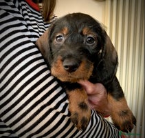 Dachshund dogs KC reg Standard Wire Haired Dachshunds - Advert 1