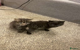 Ragdoll cats for sale: British long haired crossed Ragdoll kittens - Image 3