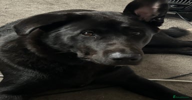 Mixed Breed dogs - Advert 5