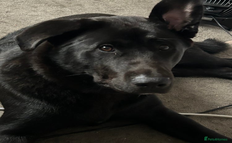Mixed Breed dogs for sale - Advert 1