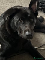 Mixed Breed dogs - Advert 7