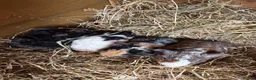 Guinea Pig rodents for sale: Teddy guinea pigs  in Carlisle - Advert 8