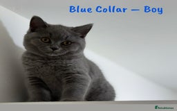 British Shorthair cats for sale: 🐾 Champion Line Blue BSH Kittens GCCF Active 🐾  - Image 13