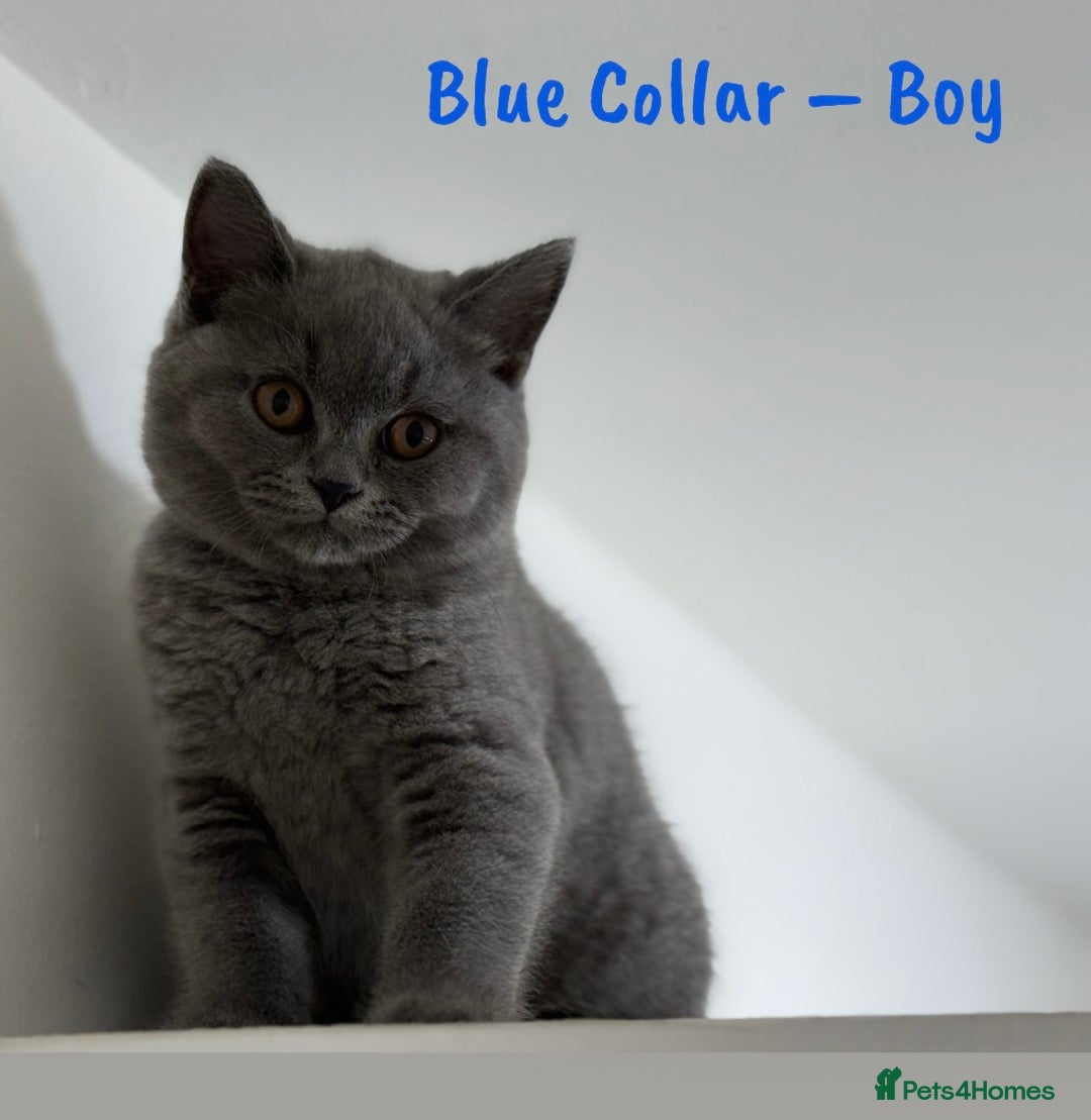 British Shorthair cats for sale: 🐾 Champion Line Blue BSH Kittens GCCF Active 🐾  - Image 13