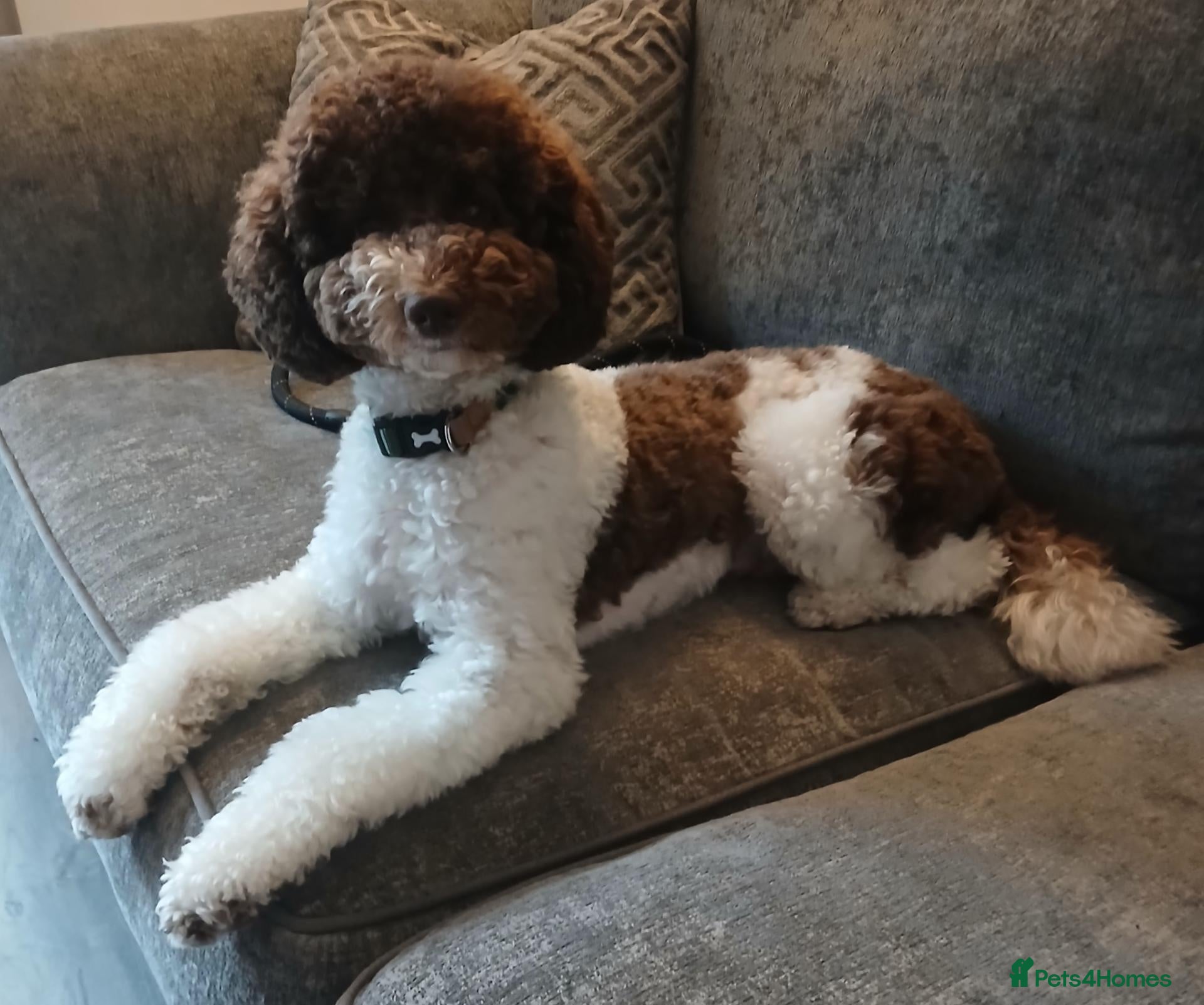 Toy Poodle dogs for stud: 🐩DNA Health Tested, Clear, Parti Toy Poodle🐩 - Advert 7