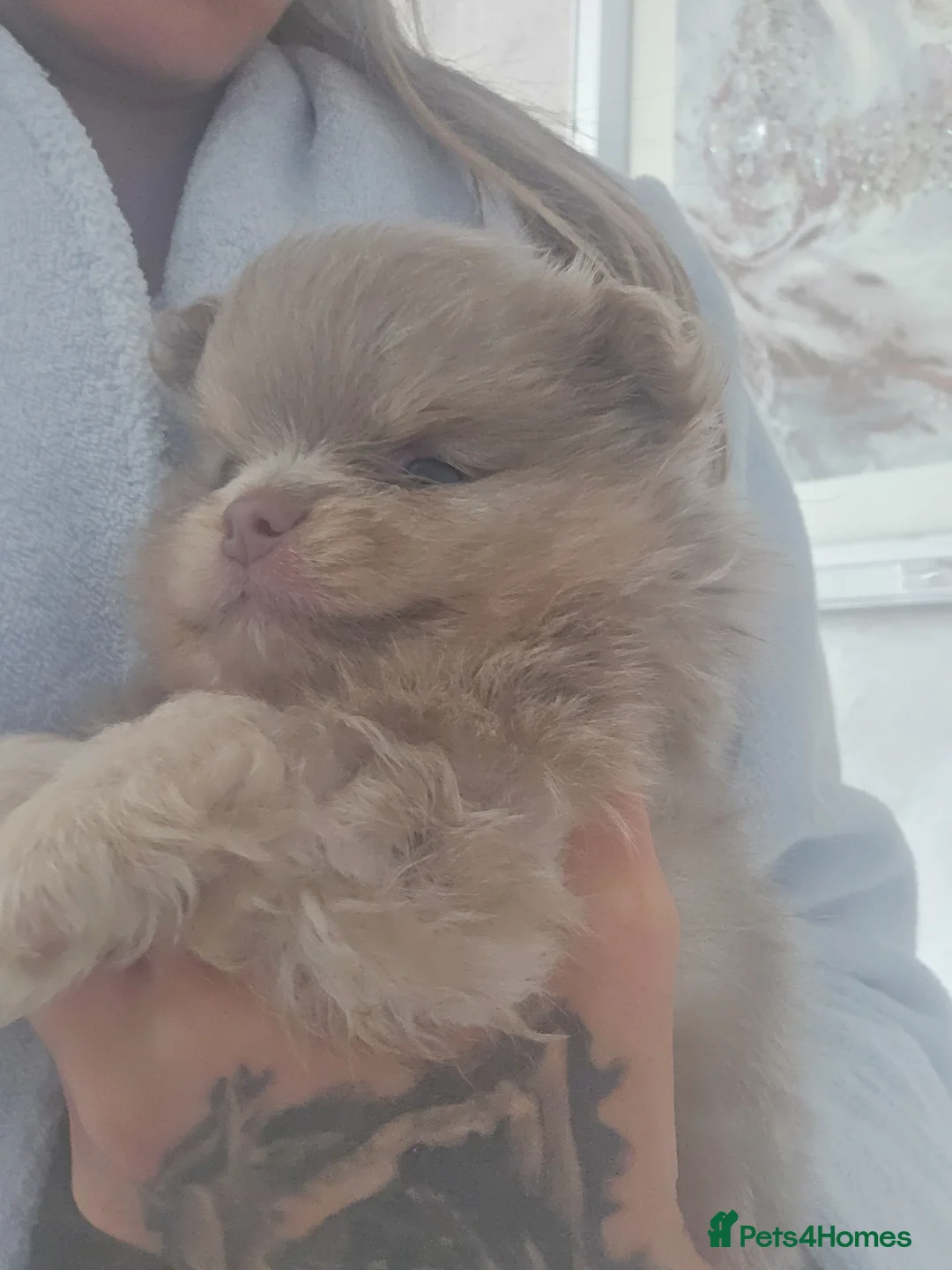 Pomeranian dogs for sale: Stunning rare coloured Pomeranian puppies  - Advert 2