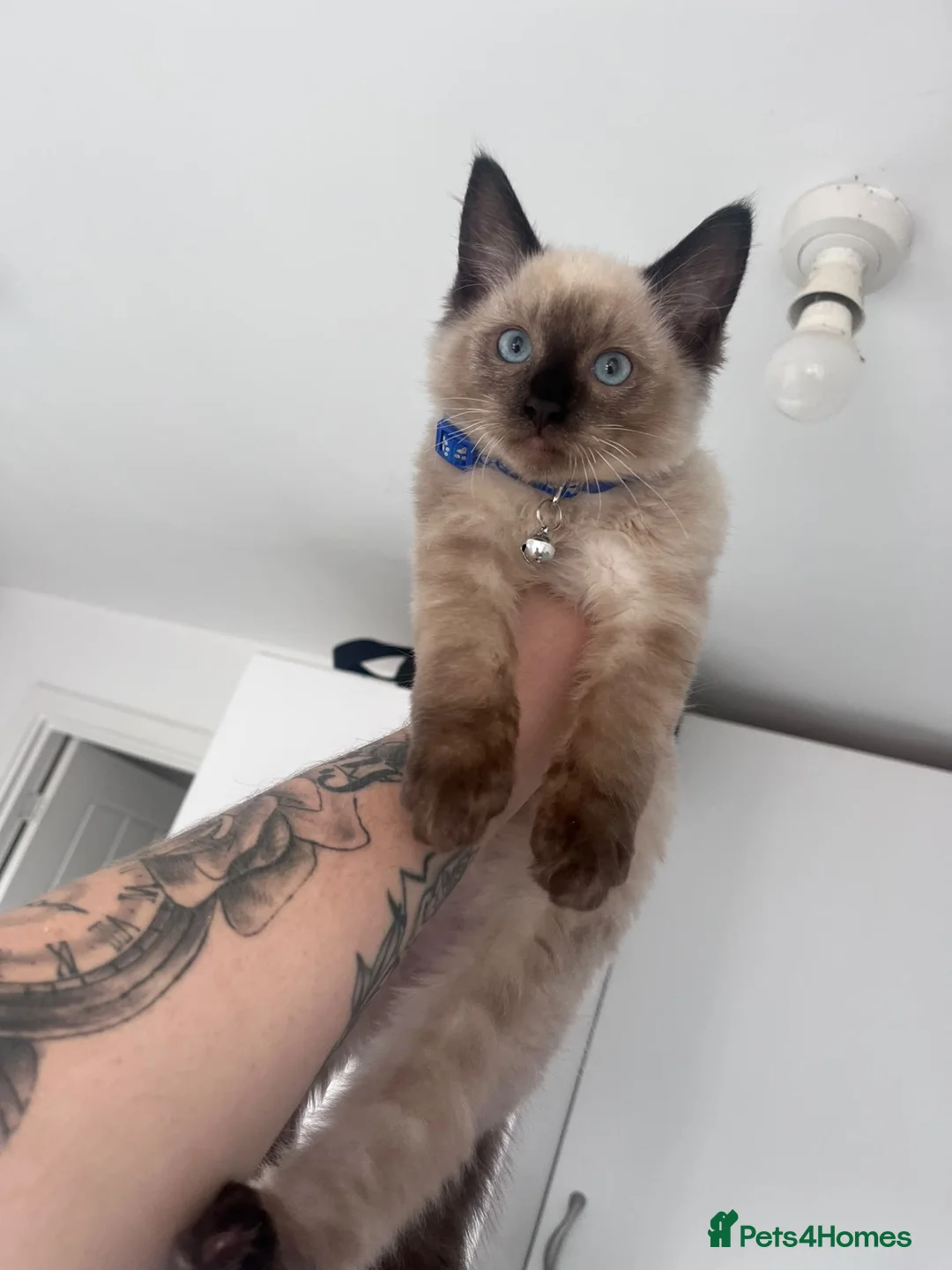 Ragdoll cats for sale: Ragdoll boy for sale  - Advert 2