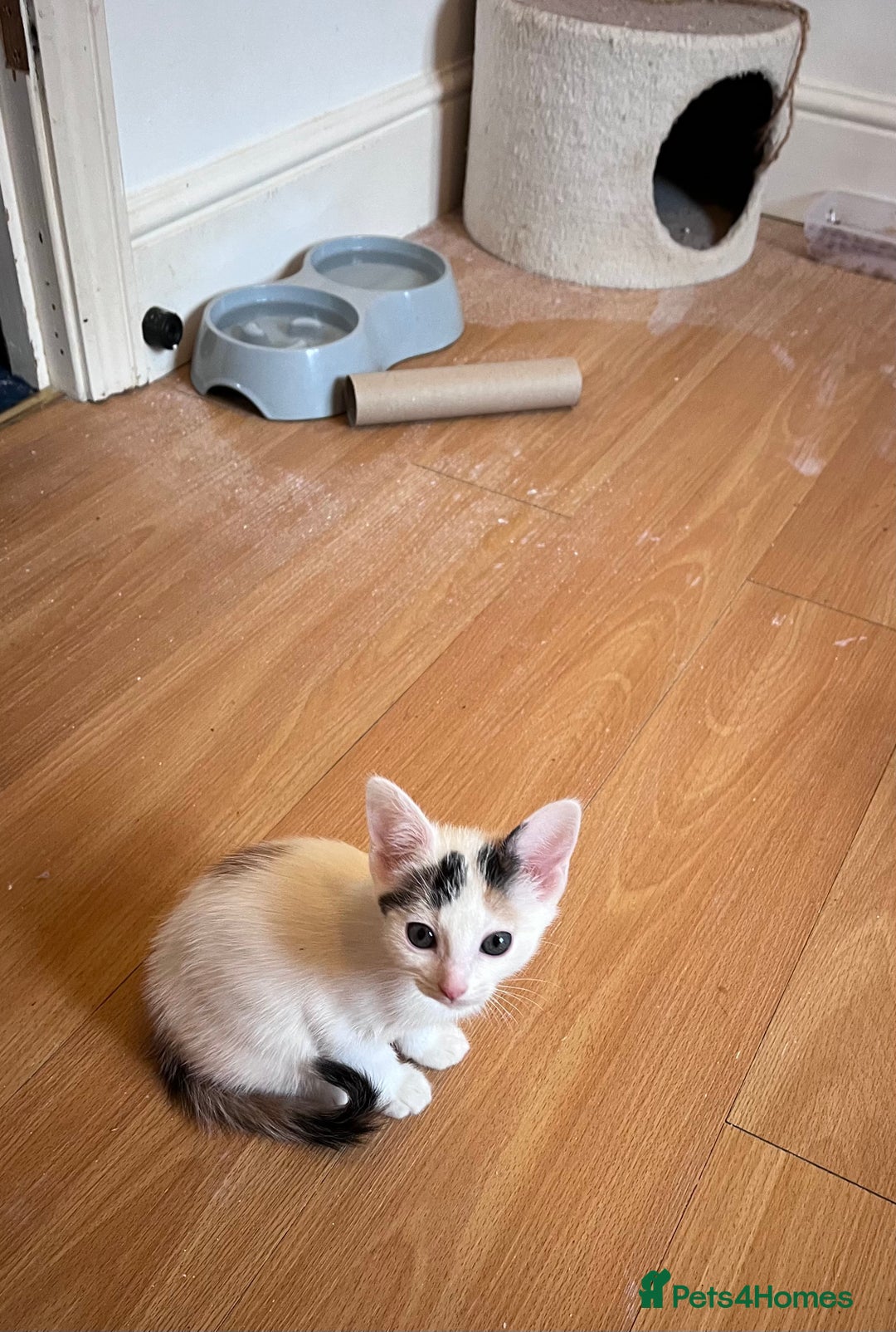 Mixed Breed cats for sale: Beautiful friendly kittens  - Advert 8