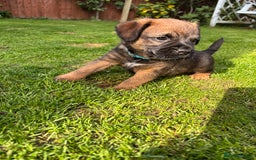 Border Terrier dogs for sale: BORDER TERRIER PUPPIES FOR SALE - Image 8