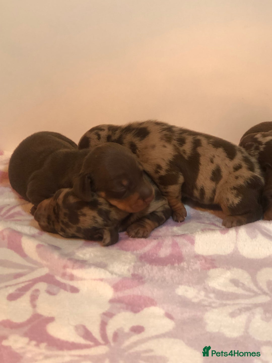 Miniature Dachshund dogs for sale: Short haired mini dachshund available🤎🤍🤎 - Image 3