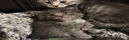 Maine Coon cats for sale: Stunning blue smoke female - GCCF Conancoon - Advert 2