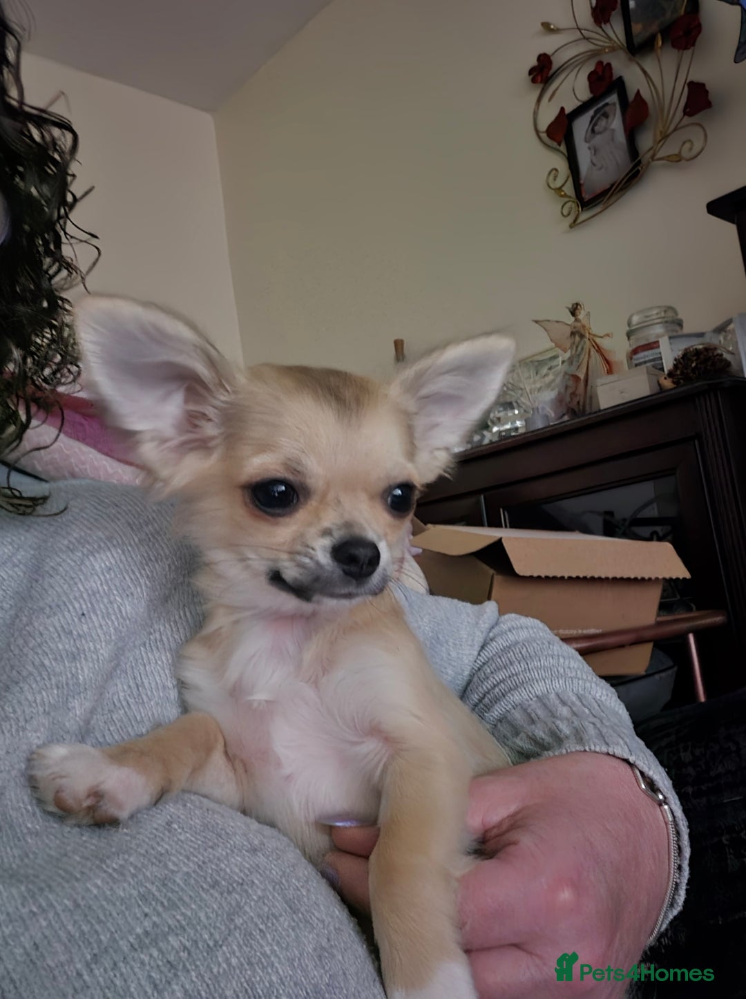 Chihuahua dogs for sale: Long haired chihuahua  - Image 4