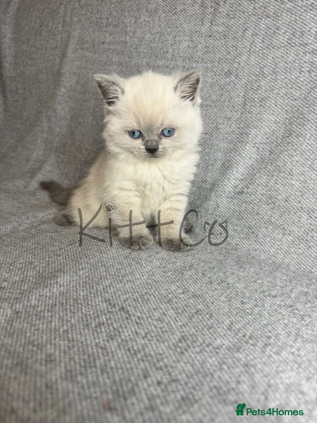 British Shorthair cats for sale: Unique Pedigree Kittens - Advert 8