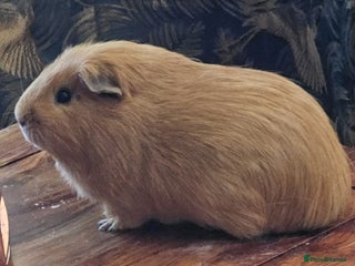Guinea Pig rodents - Advert 22