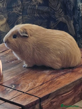 Guinea Pig rodents - Advert 4