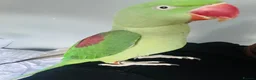 Parrots birds for sale: Baby hand tame Alexandrian Parrot  in Uttoxeter - Advert 16