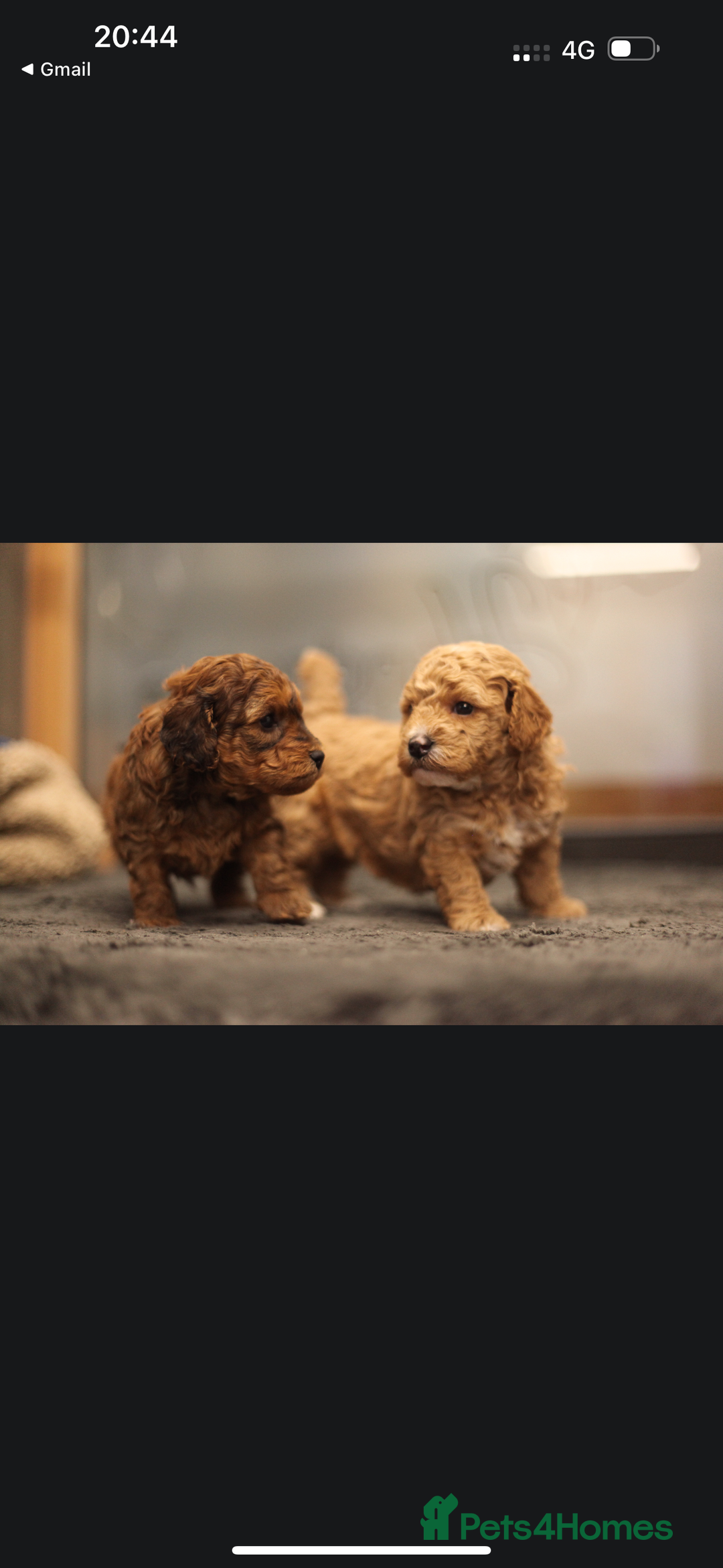 Poochon dogs for sale: Beautiful Poochon Pups Home Bred second litter - Advert 12
