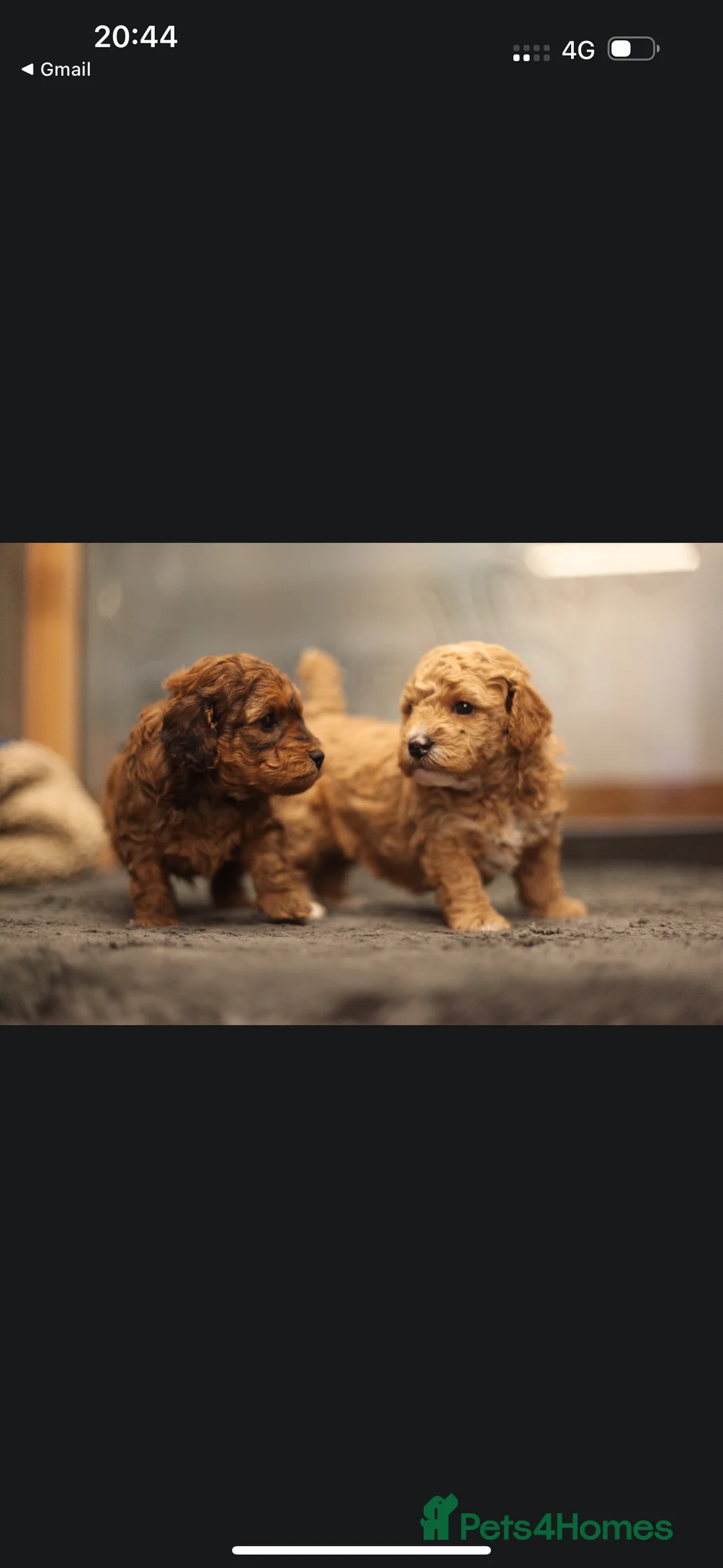 Poochon dogs for sale: Beautiful Poochon Pups Home Bred second litter - Advert 12